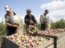 Яблоки от 17 руб/кг от производителя круглый год