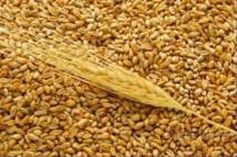 На постоянной основе закупаем зерновые и масличные культуры Рапс, пшеницу, ячмень, лён, сурепицу, сою, горох, мы готовы работать с сельхозтоваропроизводителями без НДС и с НДС