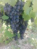 Черный виноград "Кардинал" из Турции