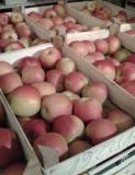 Яблоки от производителя из Сербии
