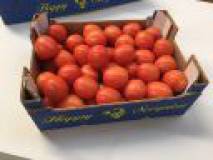 Продам продаем томаты  оптом