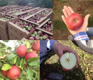 Яблоки "Ауксис" оптом из Белорусии