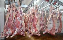 Охлажденное мясо бычков и телятина из Белоруссии