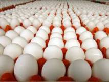 Куриное яйцо высшей категории оптом — столовое диетическое, вес 75 г и выше