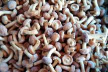 Ищу поставщика грибов свежемороженых белые подосиновики маслята - от 100 кг. 