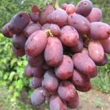 Продам виноград оптом
