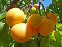 Продам абрикосы из ирана оптом