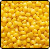 Продам кукуруза зерно оптом