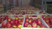 Яблоки оптом от производителя Белоруссия