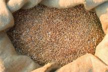 Фуражная пшеница (фасованная в мешках по 40 кг)