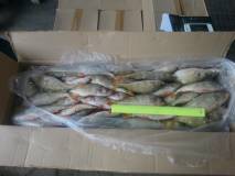 Продам свежемороженая и вяленая речная рыба оптом