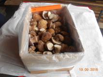 Продам грибы белые свежемороженные  оптом