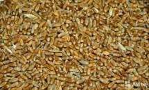 Куплю требуется пшеница фуражная оптом