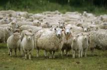 Продам овцы оптом