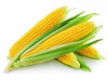 Ищу оптовых поставщиков кукурузы
