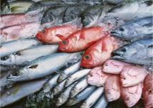 Приобретем свежемороженую рыбу, морепродукты - 20 тонн.
