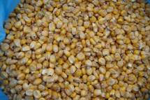 Требуется поставка зерновых: фуражная пшеница, кукуруза, ячмень, жмых, мясокостная мука, соевые, бобовые