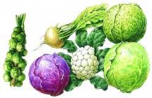  Предлагаем оптом свежие овощи