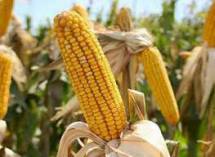 Продам: кукуруза кормовая
