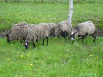 Продам очаровательные романовские овечки оптом