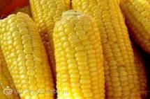 Продам: кукурузу