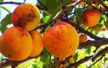 Продам продам: замороженные фрукты абрикос оптом