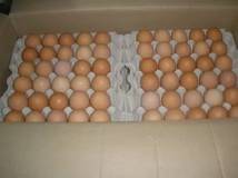 Приобретаем оптом в больших объемах яйцо куриное: С-0,С-1,С-2