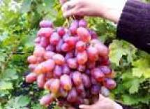 Продам: фрукты виноград красный 