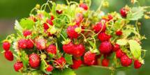 Продам: замороженные ягоды землянку