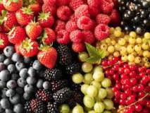 Продам продам: сушеные ягоды оптом
