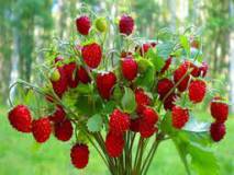 Продам: сушеные ягоды земляника