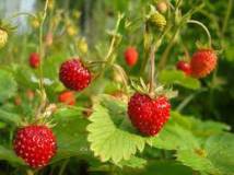 Продам продам: ягоды протертые земляника оптом