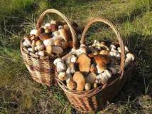 Продажа грибов Волнушки