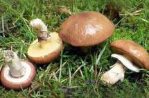 Продам: грибы маслята