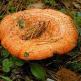 Продам продам: грибы соленые рыжики оптом