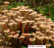 маринованные грибы опята