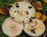 маринованные грибы грузди