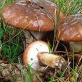 маринованные грибы маслята