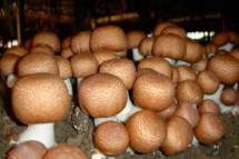 Продам: грибы маринованные белый