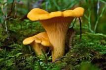 Продам: грибы маринованные лисички