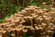 Продам: грибы маринованные опята