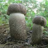 Продам: грибы-сушеные подберезовики