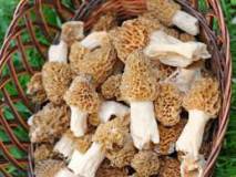 Продам: грибы-сушеные сморчки