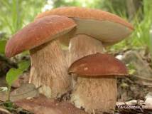Продам: грибы-сушеные белые