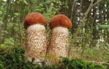 Продам: грибы бочковые соленые подосиновик