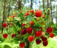 Продам: лесные ягоды земляника