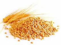 Пшеница хлебная оптом