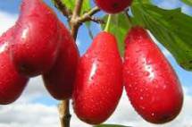  Продам: сублимированная ягода кизил