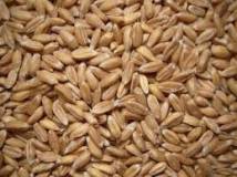 Пшеница хлебная оптом