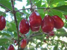 Продам: сушеные ягоды кизил